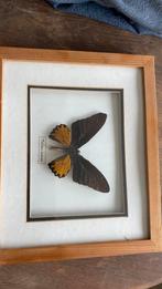 Kader vlinder, Huis en Inrichting, Woonaccessoires | Lijsten, Ophalen of Verzenden, Zo goed als nieuw