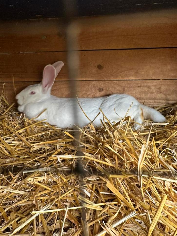 Witte van dendermonde voedsters te koop, Dieren en Toebehoren, Konijnen, Groot