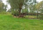 Jaarling mini amha bmp nmprs, Dieren en Toebehoren, Hengst, Onbeleerd, A pony (tot 1.17m), 0 tot 2 jaar