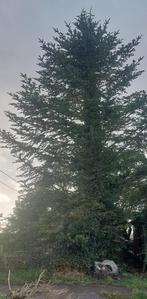 Dennenboom / kerstboom, Ophalen