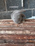 Konijnen, Dieren en Toebehoren, Meerdere dieren, Overige typen, Tam, Oktober