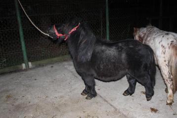 Kinderpony beschikbaar voor biedingen