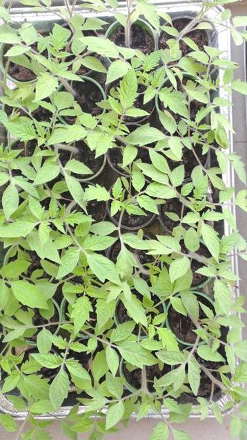 Tomatenplanten drie soorten beschikbaar voor biedingen