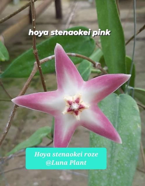 Hoya Stenaokei pink zeldzaam, Huis en Inrichting, Kamerplanten, Overige soorten, Minder dan 100 cm, Bloeiende kamerplant, Halfschaduw