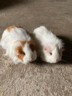 Kleine langharige cavia’s verwacht., Animaux & Accessoires, Rongeurs, Février, Cobaye