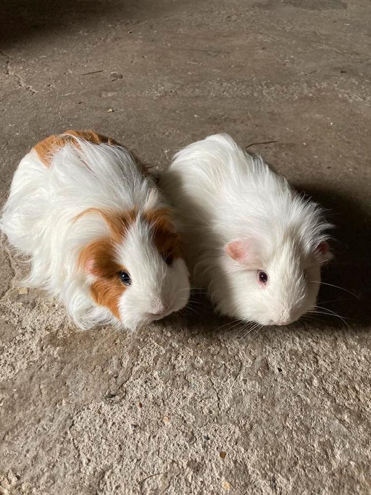Kleine langharige cavia’s verwacht., Dieren en Toebehoren, Knaagdieren, Cavia, Februari
