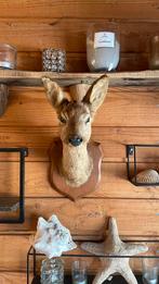 Opgezette dieren / vogels, Verzamelen, Dierenverzamelingen, Ophalen, Zo goed als nieuw, Vogel