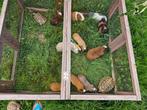 Cuy cavia's beertjes, Mei, Cavia