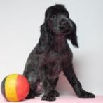 Engelse Cocker pups te koop (belgisch), Dieren en Toebehoren, Honden | Retrievers, Spaniëls en Waterhonden, CDV (hondenziekte)