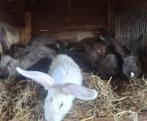 Konijnen, Dieren en Toebehoren, Meerdere dieren, Groot