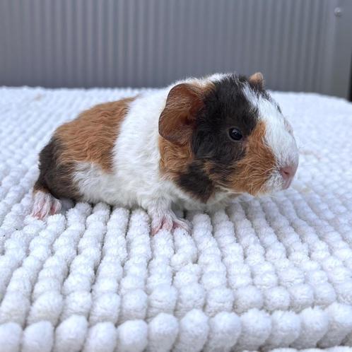 US Teddy Cavia Beertje, Animaux & Accessoires, Rongeurs, Mâle, Cobaye, Domestique