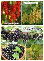 RODE TROSBES-STRUIKEN, 3€/STUK ( RAS VOOR GROTE OOGSTEN ! ), Tuin en Terras, Planten | Tuinplanten, Volle zon, Vaste plant, Ophalen of Verzenden