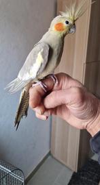 Een 8 maanden oude valkparkiet komt in de hand., Animaux & Accessoires, Oiseaux | Perruches & Perroquets