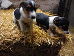 jackrussell pups tricolor boerderijpups, Dieren en Toebehoren, België, Fokker | Hobbymatig, Jack Russell Terriër, 8 tot 15 weken