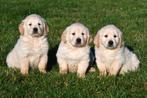 Chiots Golden Retriever à vendre, Golden retriever, Plusieurs, Parvovirose, Belgique