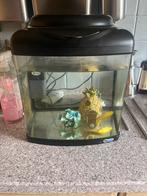 Aquarium a vendre, Animaux & Accessoires, Poisson