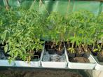 tomatenplanten piros en vlees  en snoep, Jardin & Terrasse, Plantes | Jardin, Enlèvement