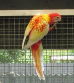 rubino rosella's, Vrouwelijk, Parkiet, Geringd