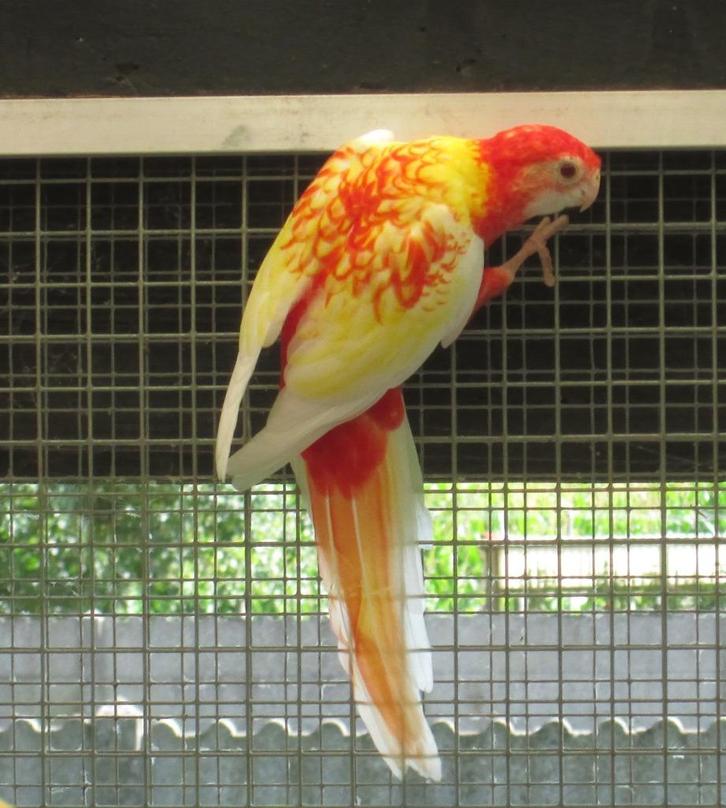 rubino rosella's, Dieren en Toebehoren, Vogels | Parkieten en Papegaaien, Parkiet, Vrouwelijk, Geringd