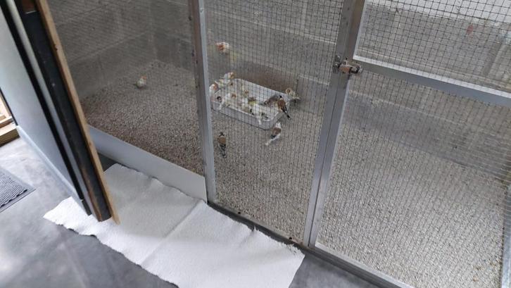 Très beaux chardonnerets à vendre, Animaux & Accessoires, Oiseaux | Oiseaux Autre, Oiseau chanteur sauvage, Bagué