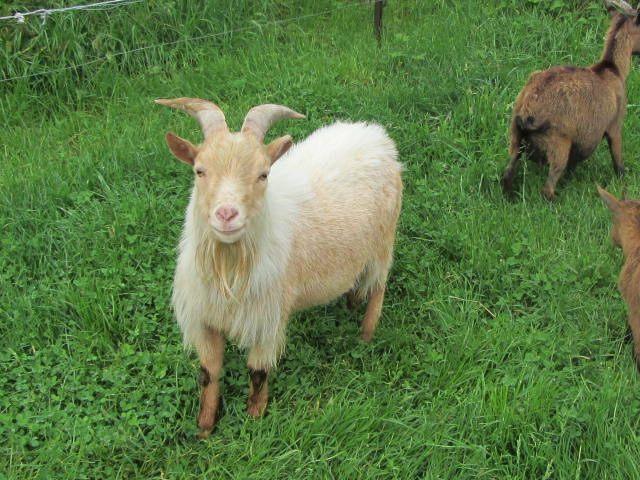 Dekbok dwerggeit te huur, Dieren en Toebehoren, Schapen, Geiten en Varkens