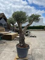 Olijfboom, Tuin en Terras, Planten | Bomen, Ophalen, Olijfboom, 100 tot 250 cm