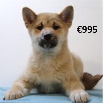 Prachtige Shiba Inu pups te koop, Dieren en Toebehoren, Honden | Poolhonden, Keeshonden en Oertypen, 15 weken tot 1 jaar, Buitenland
