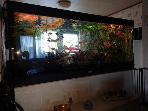 Juwel Rio 400 aquarium, Dieren en Toebehoren, Vissen | Aquaria en Toebehoren, Gebruikt, Gevuld zoetwateraquarium, Ophalen