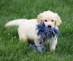 Golden Rertriever pups, Golden retriever, België, CDV (hondenziekte), 8 tot 15 weken