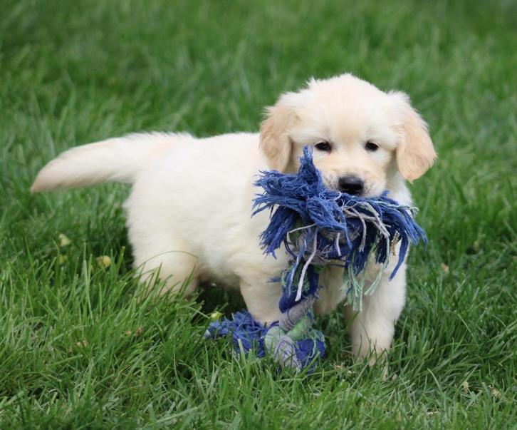 Golden Rertriever pups, Dieren en Toebehoren, Honden | Retrievers, Spaniëls en Waterhonden, Meerdere dieren, Golden retriever