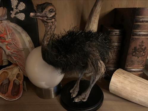 Taxidermie van zwart struisvogel kuiken, Verzamelen, Dierenverzamelingen, Ophalen