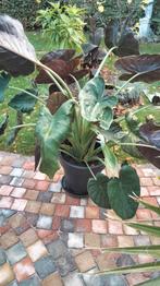 alocasia olifantsoor, Tuin en Terras, Ophalen
