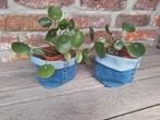 2 pannenkoekenplanten in decoratief jeans-potje, Ophalen