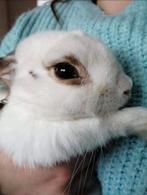 Konijntje zoekt een nieuwe thuis, Dieren en Toebehoren, Knaagdieren, Maart, Mannelijk, Overige typen, Tam