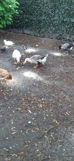 Ruilen ganzen, 4 ganzen ruilen voor koppel bonte Vlaamse, Dieren en Toebehoren, Pluimvee