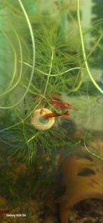 Neocaridina-garnalen kleuren mix, Dieren en Toebehoren, Vissen | Aquariumvissen