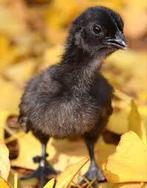 Ayam cemani / Indonesische zwarte kuikens., Dieren en Toebehoren, Pluimvee, Geslacht onbekend, Kip