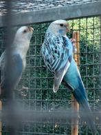 Rosella's 25, Mannelijk, Parkiet, Geringd