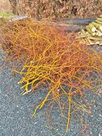 SCHEVE EN GEWONE WILGEN: TWIJGEN OM TE PLANTEN, Ophalen