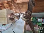 Buizerd opgezet taxidermie, Verzamelen, Ophalen, Zo goed als nieuw, Vogel, Opgezet dier
