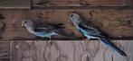 2 Rossela's, Dieren en Toebehoren, Vogels | Parkieten en Papegaaien, Meerdere dieren, Parkiet