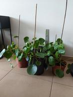 Pannekoekenplant +- 25 cm 4euro/stuk, Ophalen