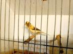 Raza kanaries, Dieren en Toebehoren