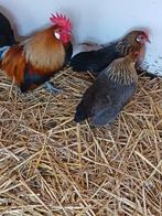 Trio Hollandse kriel, Dieren en Toebehoren, Meerdere dieren, Kip