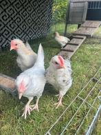 Jonge haantjes, enkel vr goede thuis, niet voor de slacht, Dieren en Toebehoren, Pluimvee, Mannelijk, Kip