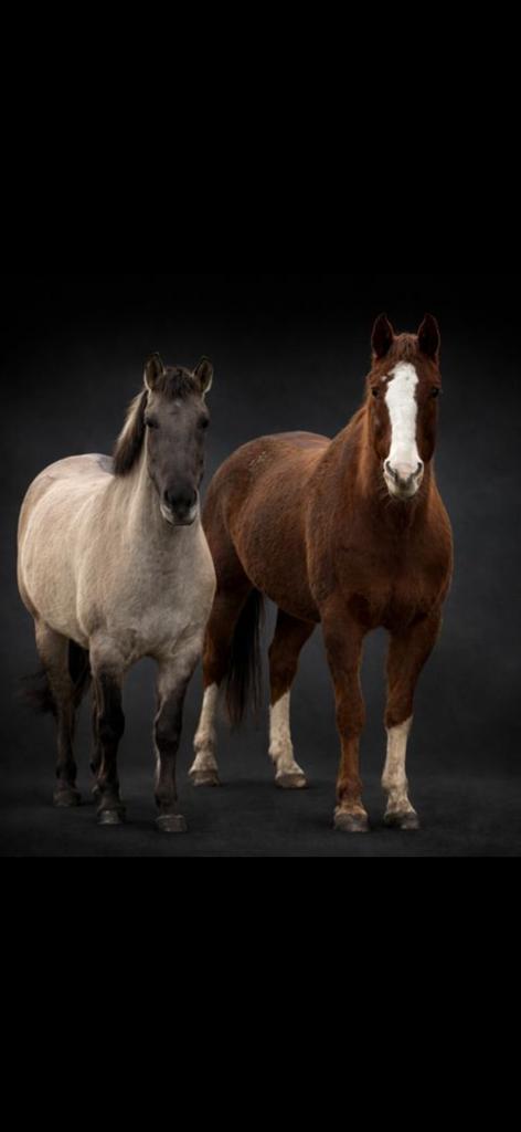 Halve stal gezocht., Animaux & Accessoires, Chevaux