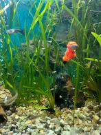 Guppy, Dieren en Toebehoren, Vissen | Aquariumvissen
