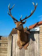 Taxidermie edelhert opgezette ( hoogte 160 cm), Antiek en Kunst, Ophalen of Verzenden