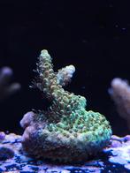 Geel/groene stek millipora, Dieren en Toebehoren, Vissen | Aquariumvissen