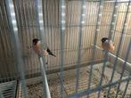 Bouvreuil ponceaux, Dieren en Toebehoren, Ophalen